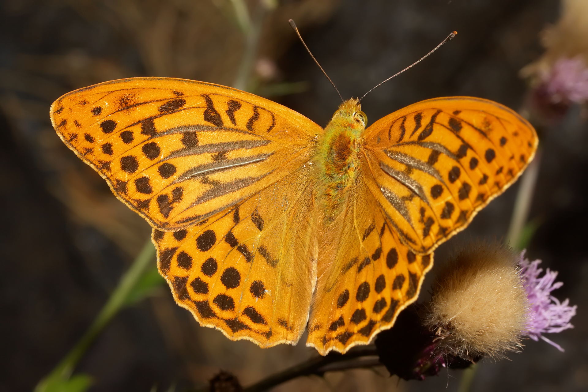 Argynnis paphia ♂ (Animals » Insects » Butterfies and Moths » Nymphalidae)