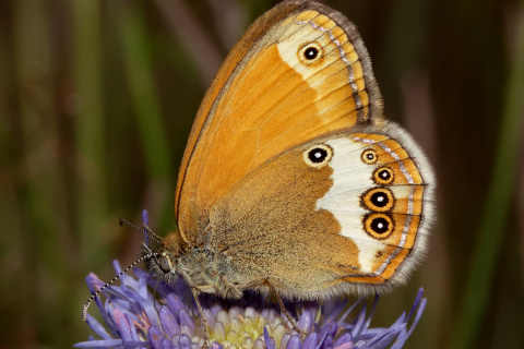 Coenonympha arcania