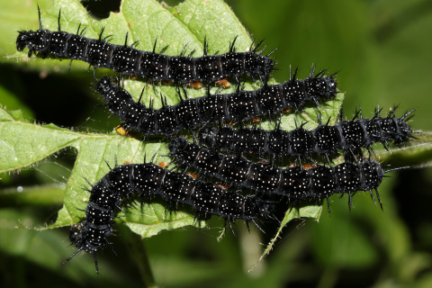 Inachis io larvae
