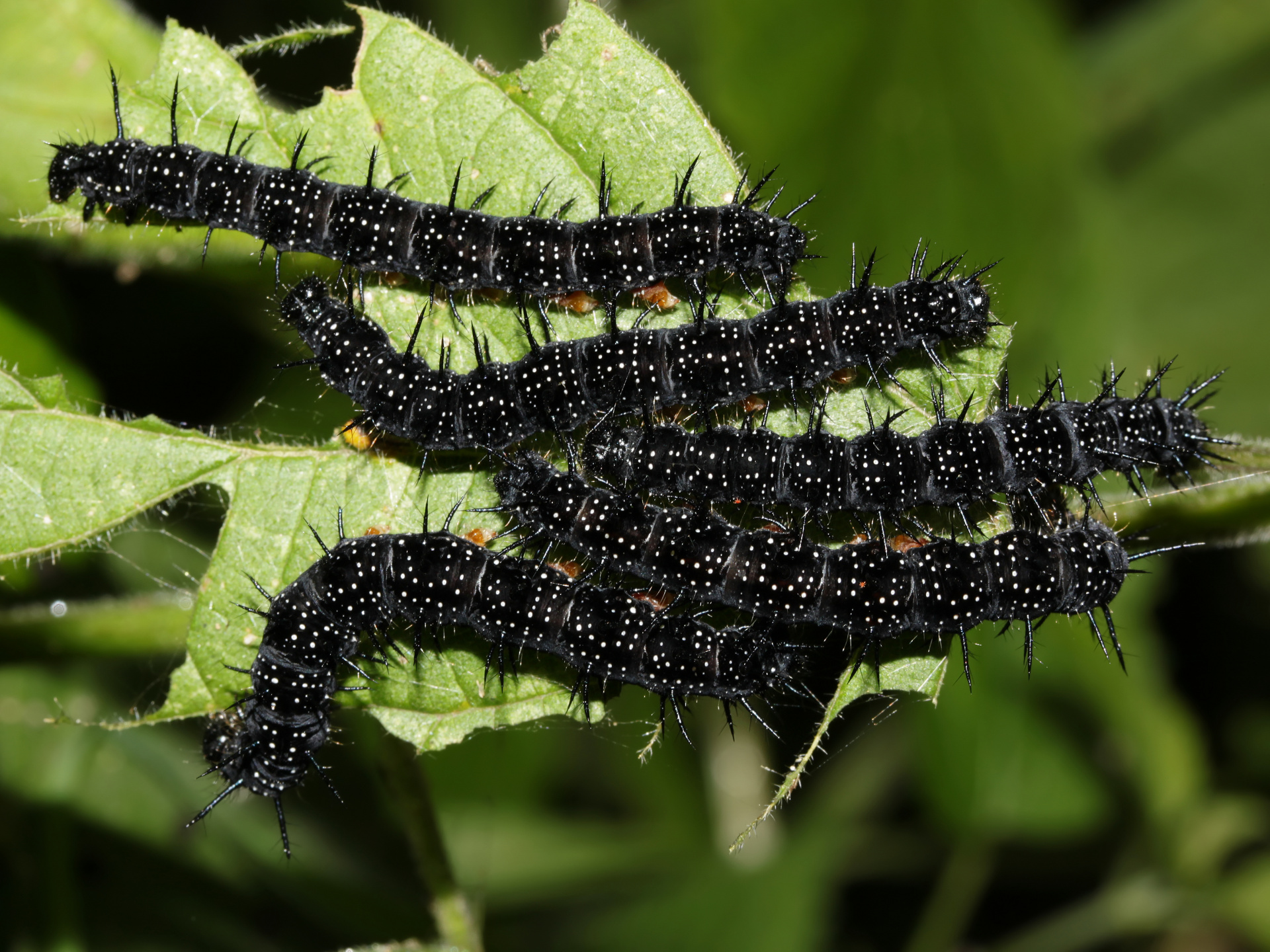 Inachis io larvae (Zwierzęta » Owady » Motyle i ćmy » Nymphalidae)