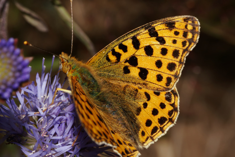 Issoria lathonia ♂