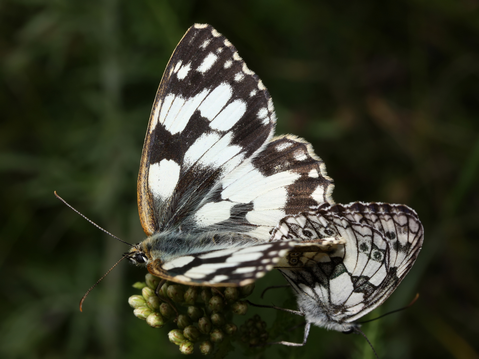 Melanargia galathea tandem (Zwierzęta » Owady » Motyle i ćmy » Nymphalidae)