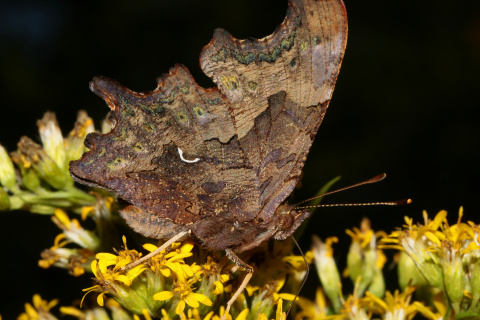 Polygonia c-album