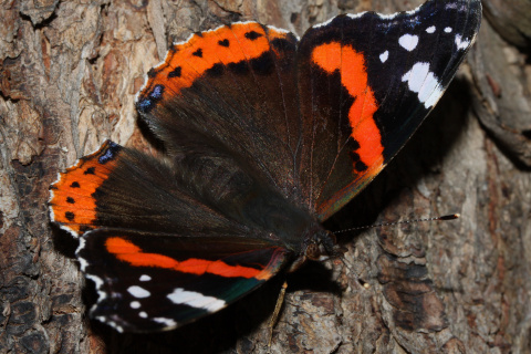 Vanessa atalanta