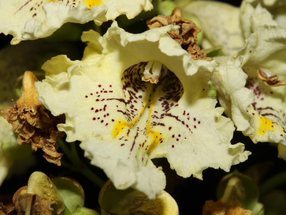 Yellow catalpa (Catalpa ovata)