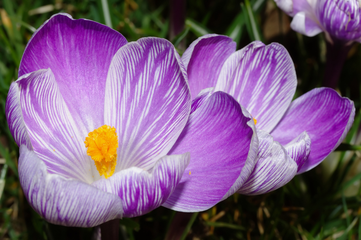 Crocuses (Plants)