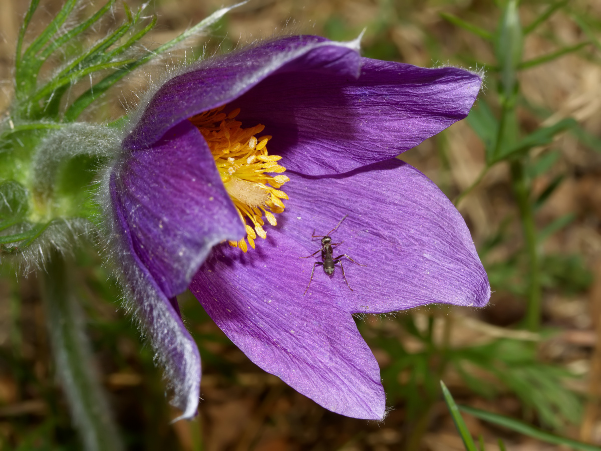 Pasque flower