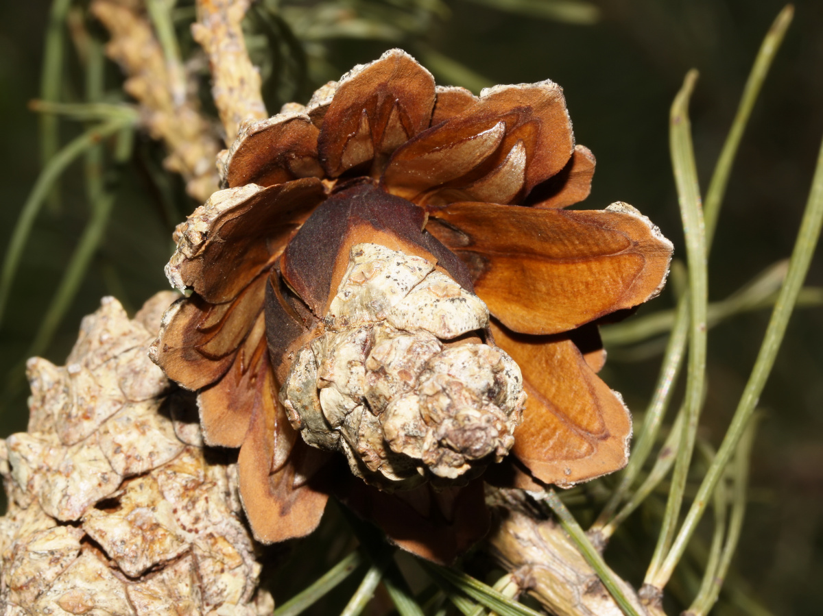 Pine cone (Plants)