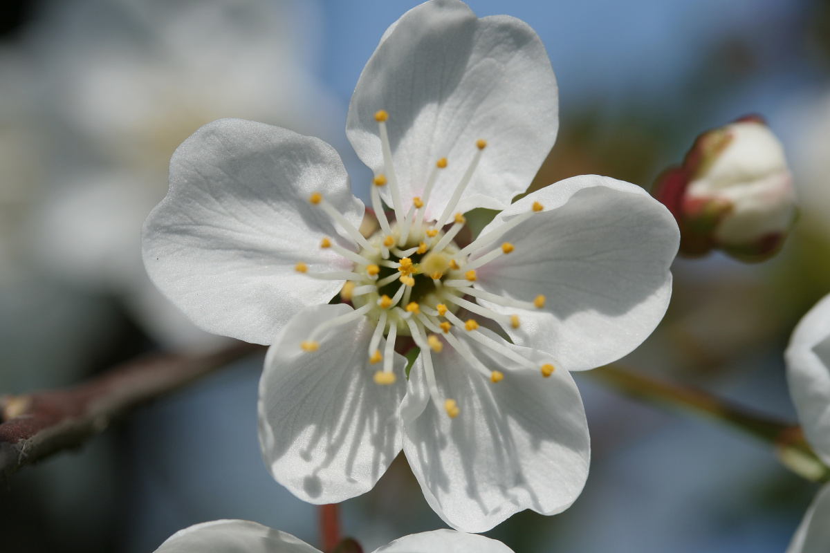 Wild cherry (Plants)