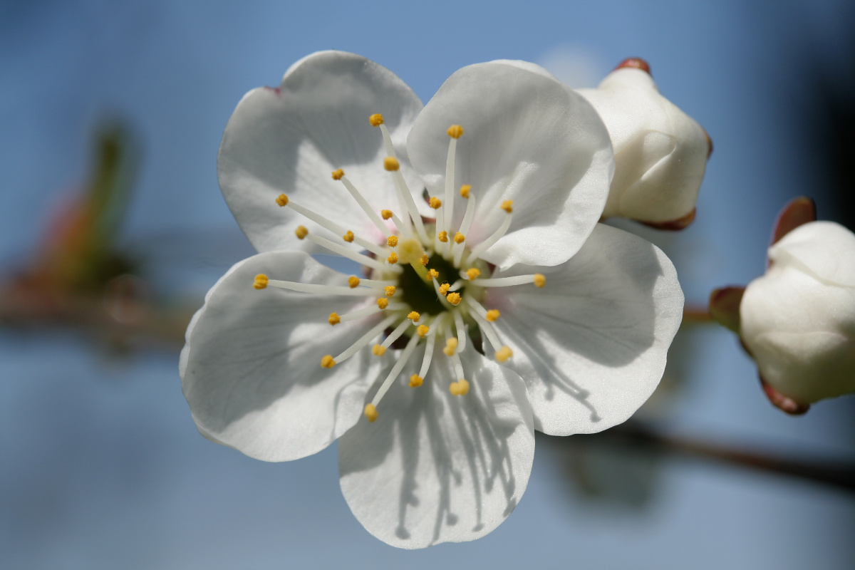 Wild cherry (Plants)