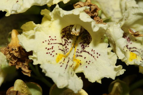 Surmia żółtokwiatowa (Catalpa ovata)