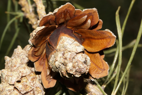 Pine cone