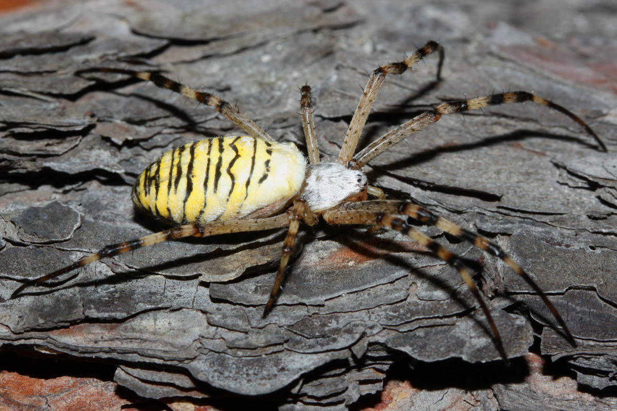 Argiope bruennichi