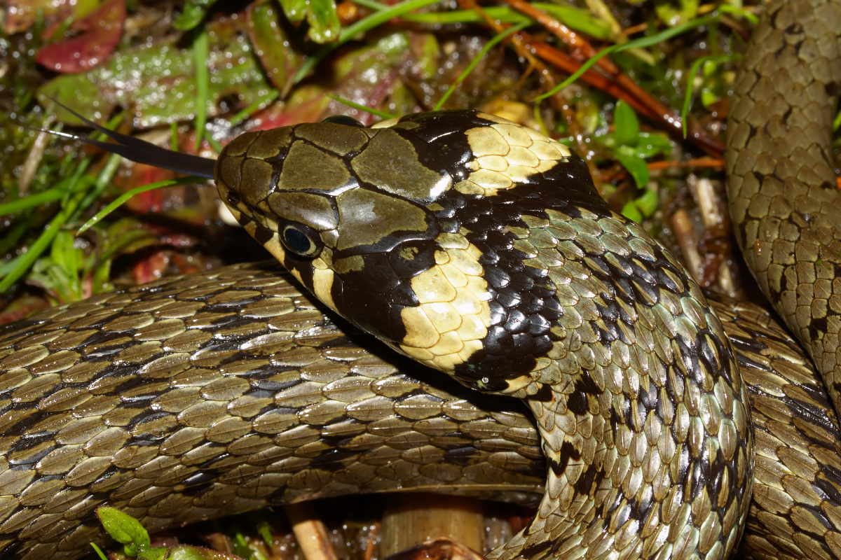 Grass snake (Animals)