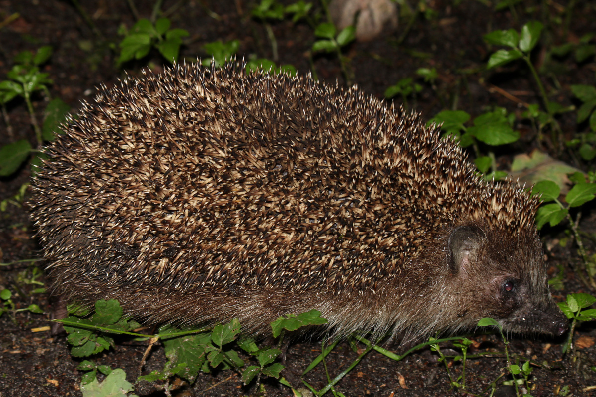 Hedgehog