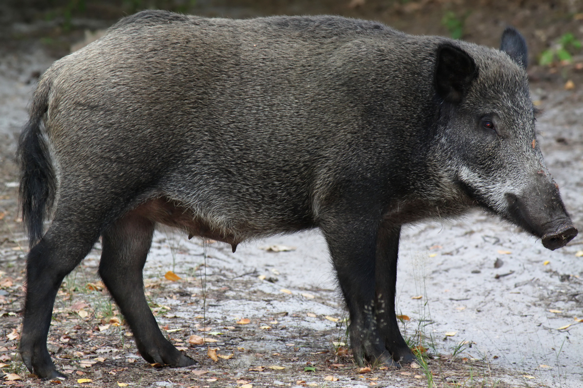 Wild boar