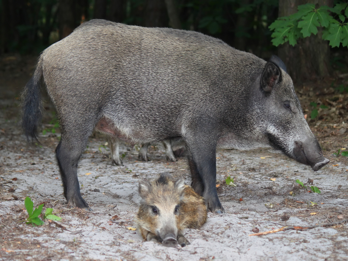 Wild boar with squeakers