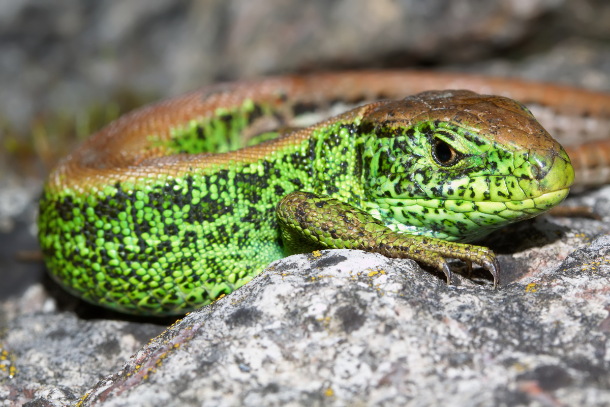 Jaczczurka zwinka ♂ (Zwierzęta)