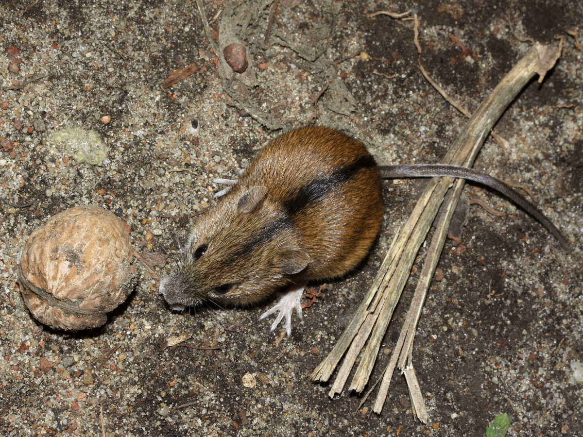 Striped field mouse