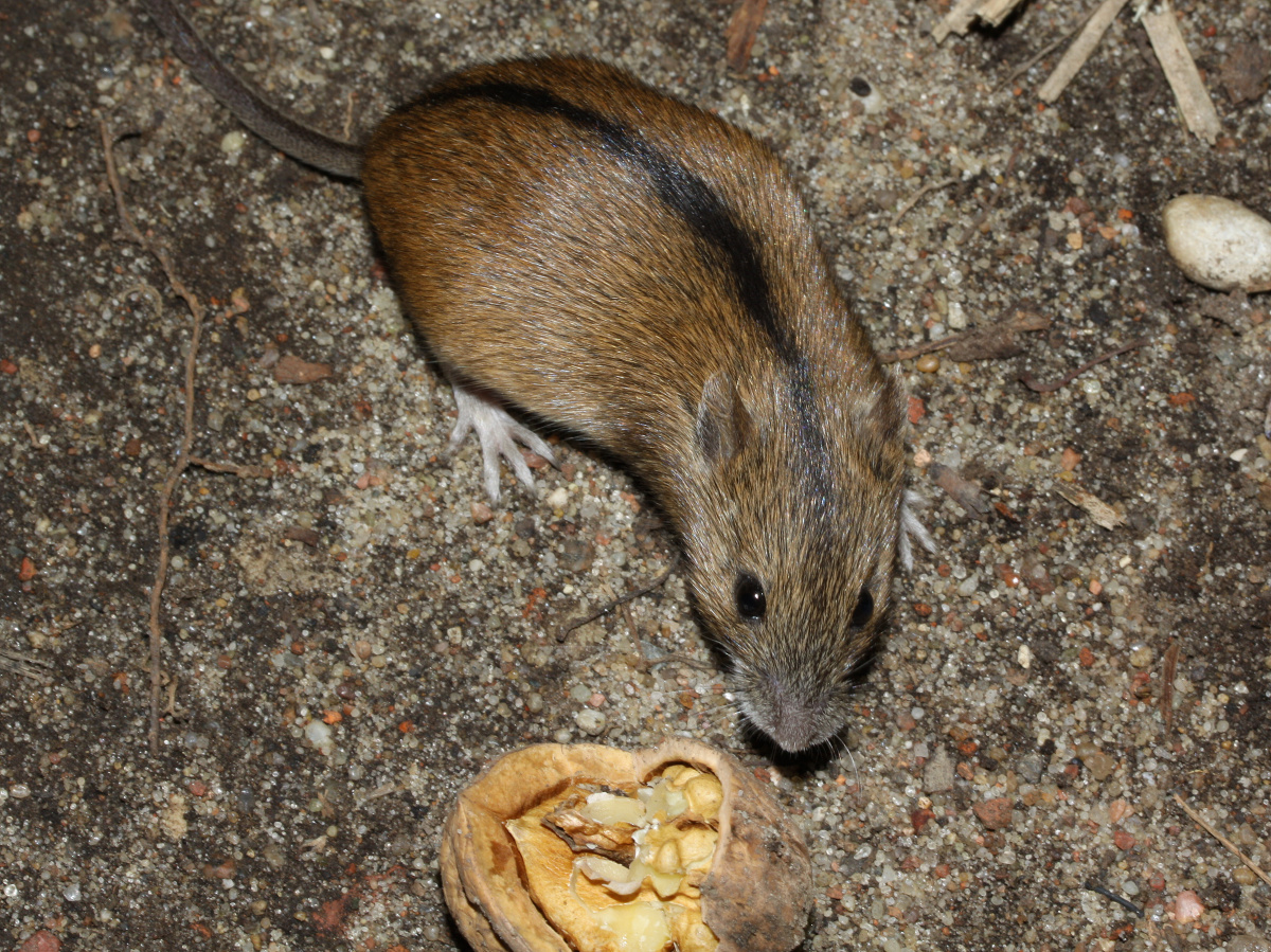 Striped field mouse