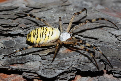 Argiope bruennichi