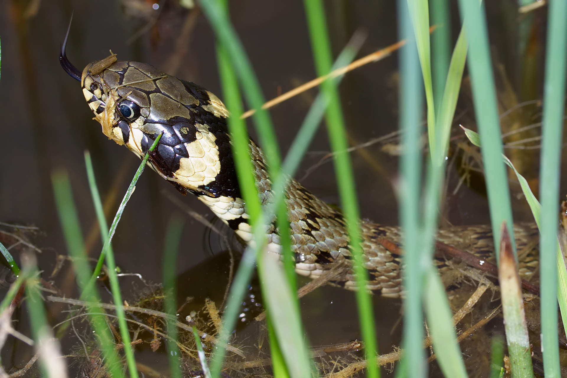 Grass snake (Animals)