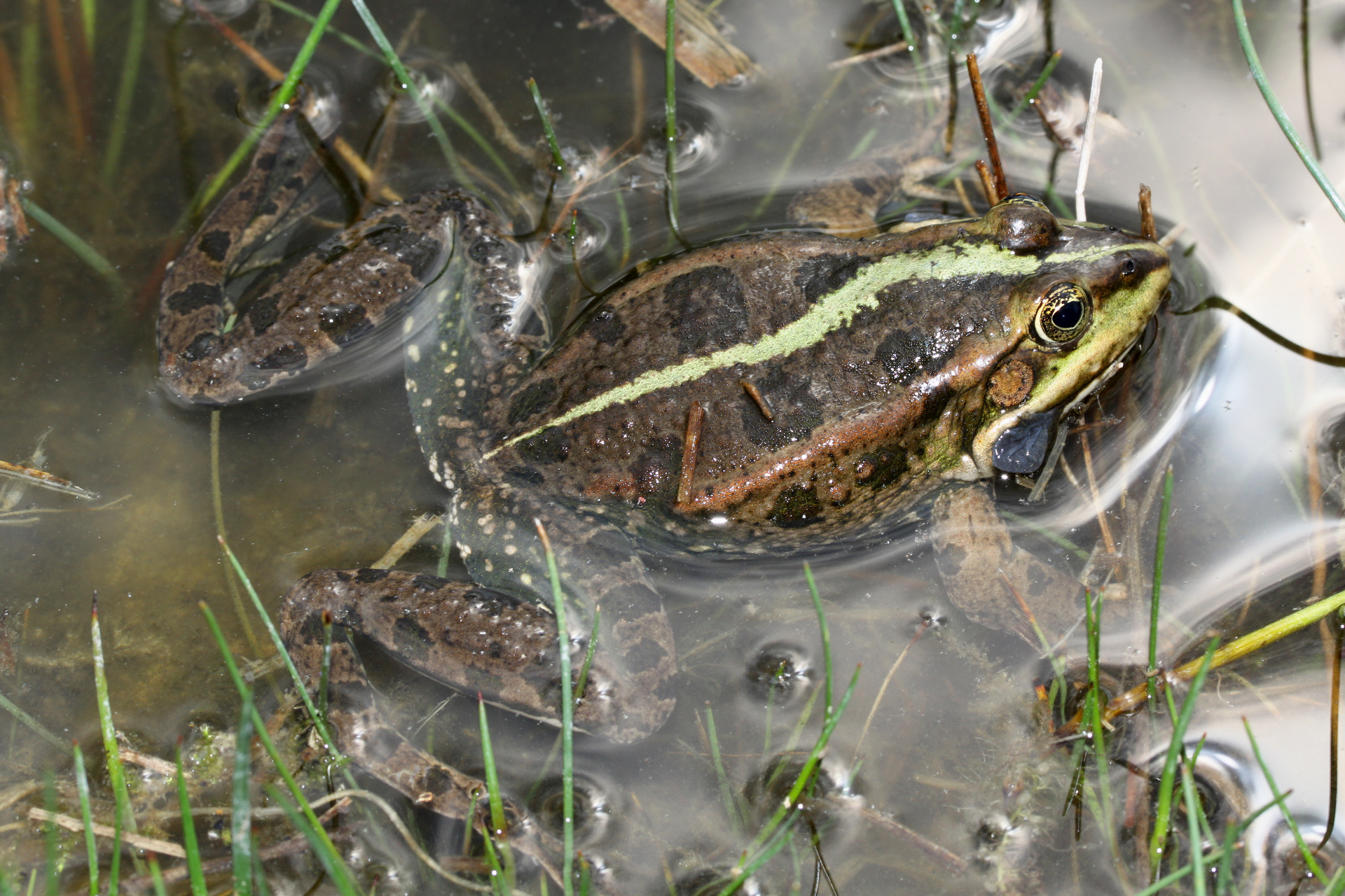 European grass frog ♂ (Animals)