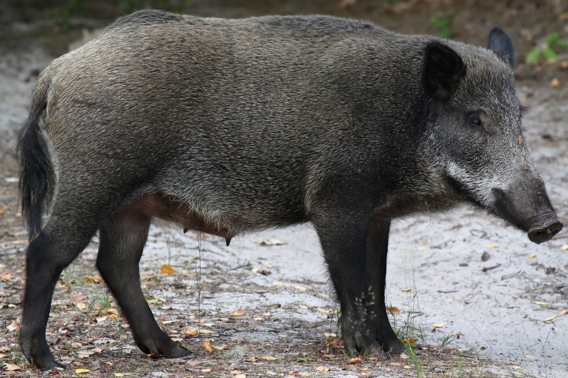 Wild boar (Animals)