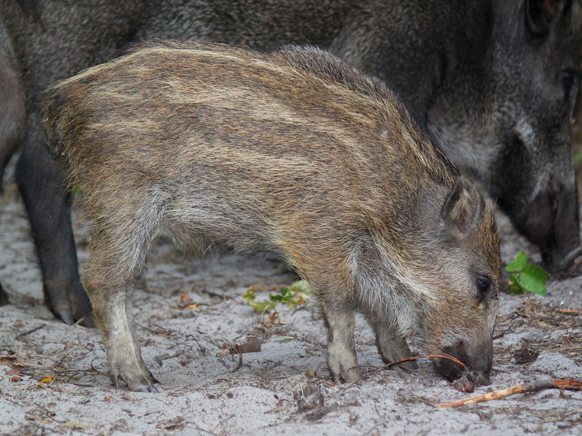 Wild boar squeaker (Animals)