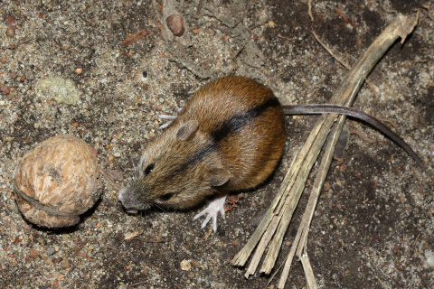 Striped field mouse