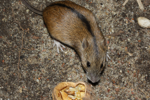 Striped field mouse