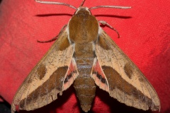 Hyles euphorbiae