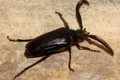Prionus imbricornis