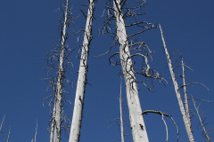 Pamiątka po Wielkim Pożarze (1988)