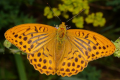 Argynnis paphia ♂