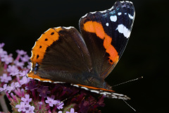 Vanessa atalanta