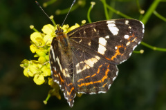 Araschnia levana f. prosa