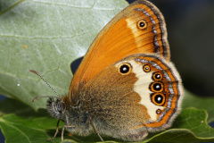 Coenonympha arcania