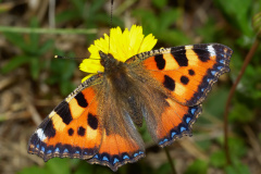 Aglais urticae