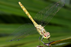 Sympetrum vulgatum