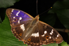 Apatura ilia ♂