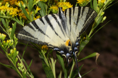 Iphiclides podalirius