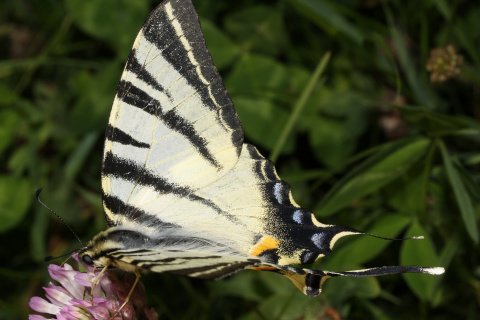 Iphiclides podalirius