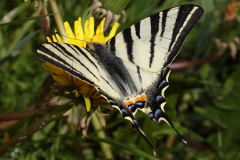 Iphiclides podalirius