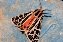 Grammia parthenice