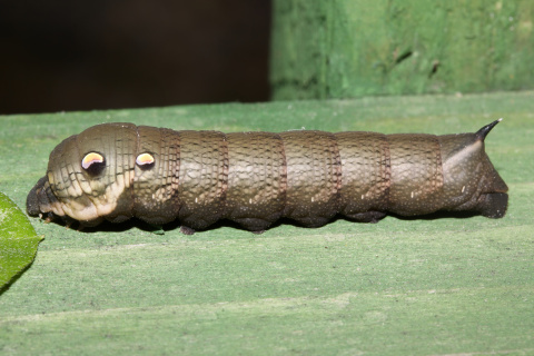 Deilephila elpenor larva