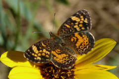 Phyciodes pulchella