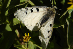 Parnassius smintheus