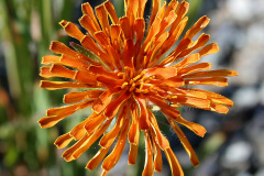 Agoseris aurantiaca