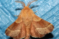 Malacosoma americanum